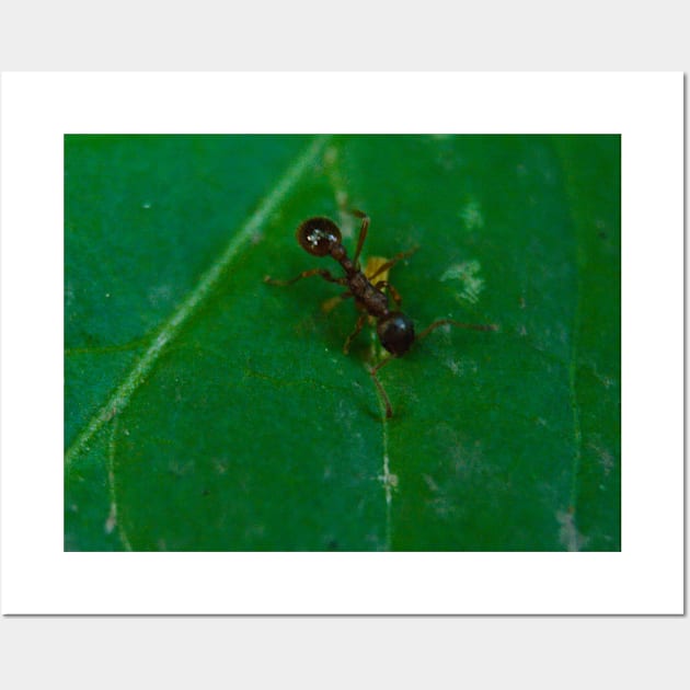 Ant On Green Leaf Wall Art by Pirino